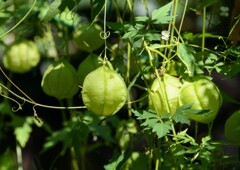 フウセンカズラ