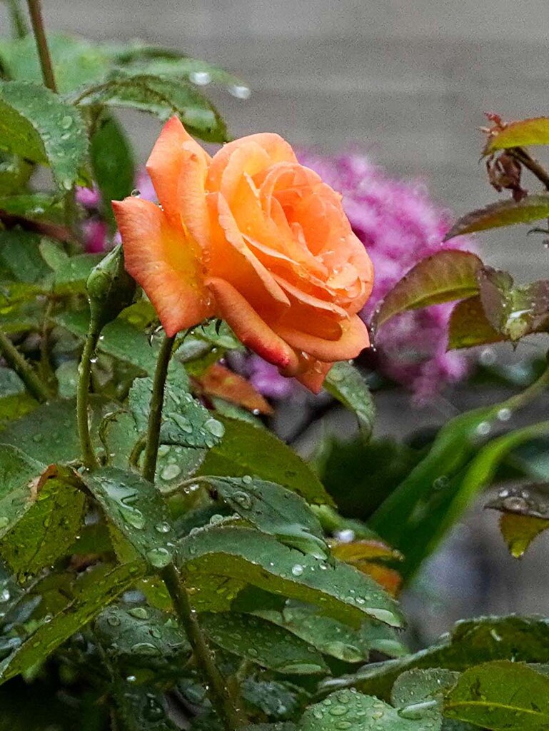 雨中のバラ②