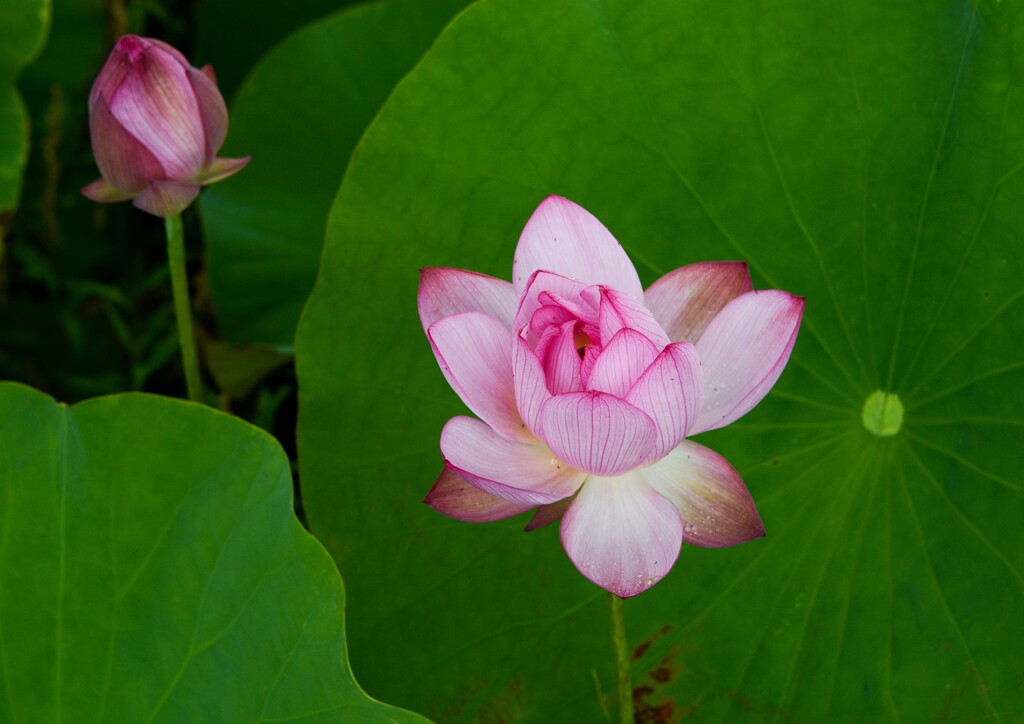 小雨に濡れて②
