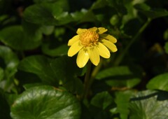 ヒメリュウキンカ