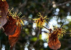 シナマンサク①