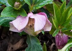 クリスマスローズ⑤