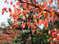 ナンキンハゼ②