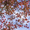 紅葉①
