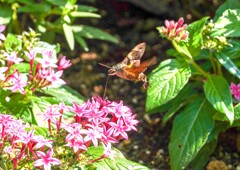 ホシホウジャク再び②