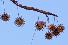 モミジバフウの実②