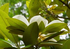 タイサンボク