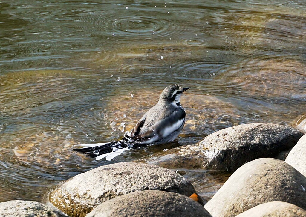 ハクセキレイの形③