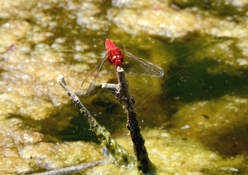 ショウジョウトンボ？