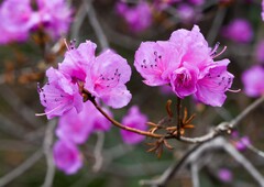 ゲンカイツツジ