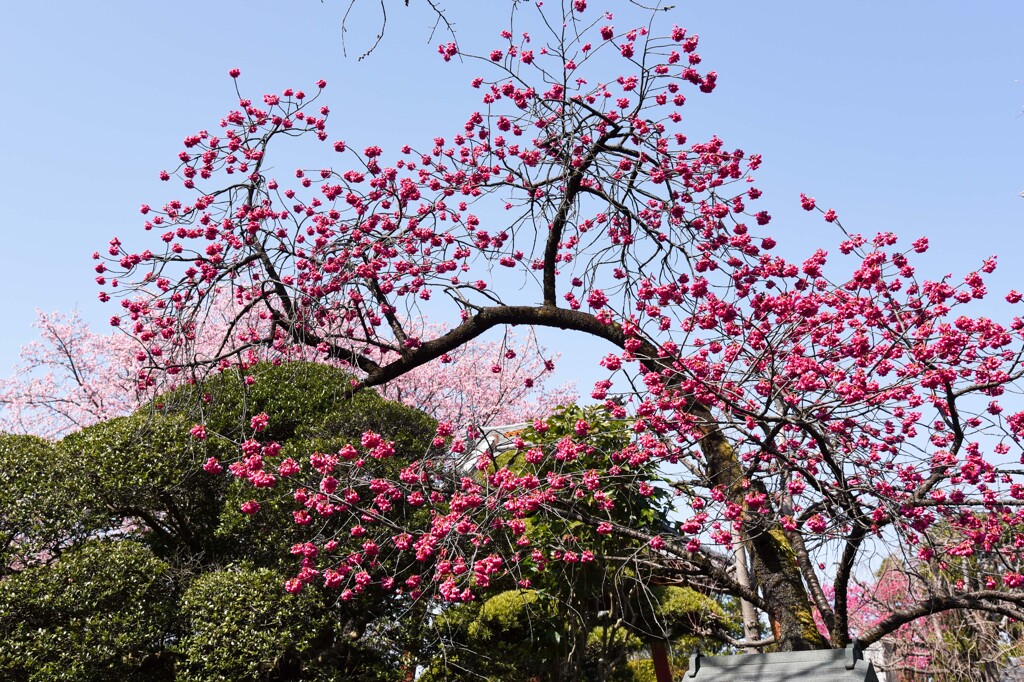 台湾緋桜