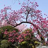 台湾緋桜