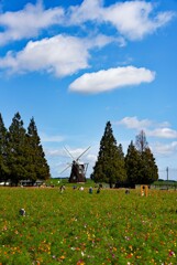 コスモスの咲く公園②