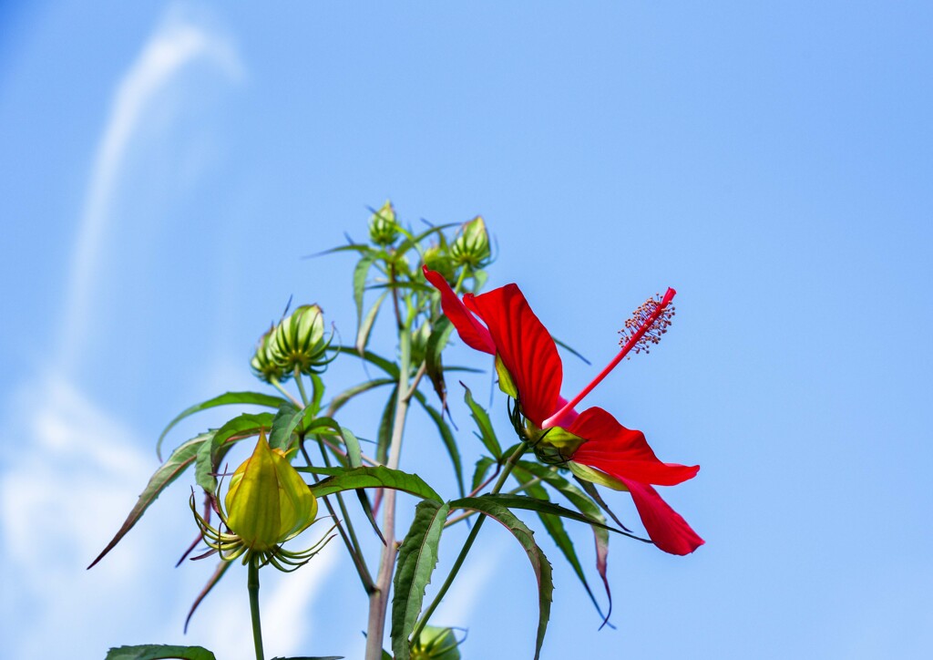 モミジアオイ②