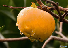 雨上がりの朝②