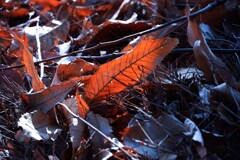 まだあった紅葉