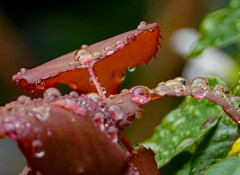 雨上がり②