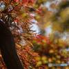 紅葉・黄葉①