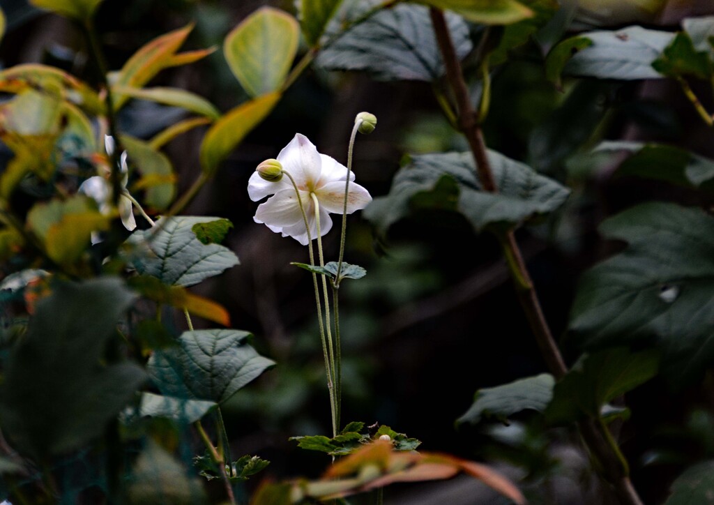 シュウメイギク②