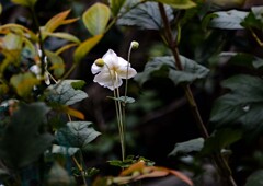 シュウメイギク②