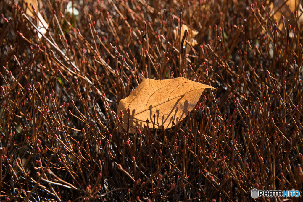 枯葉