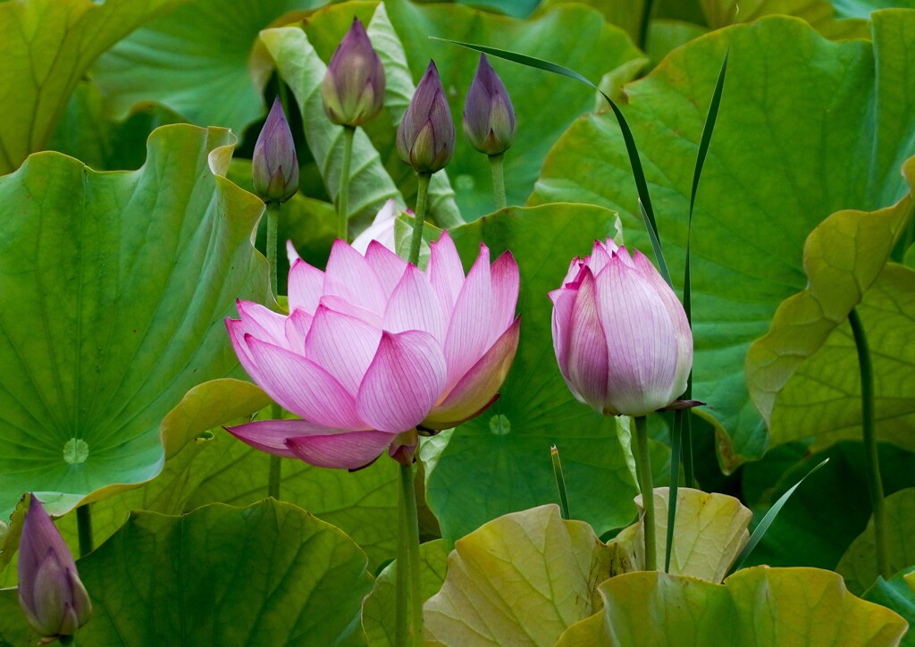 開花①
