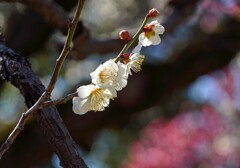 白梅③