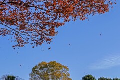 ケヤキの落葉③