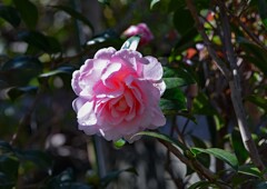雨上がりの椿①