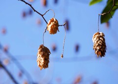 この実なんの実②