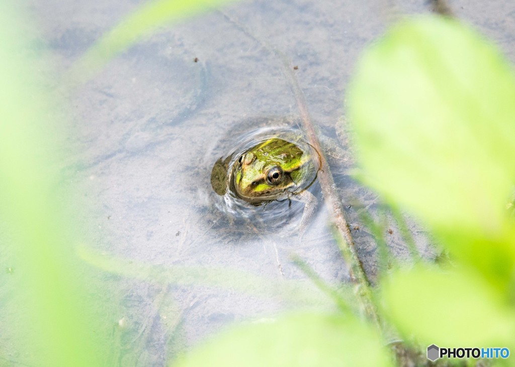 ハス田の生き物②