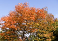 ケヤキの紅葉①