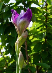 ジャーマンアイリス④