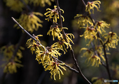 春の花②