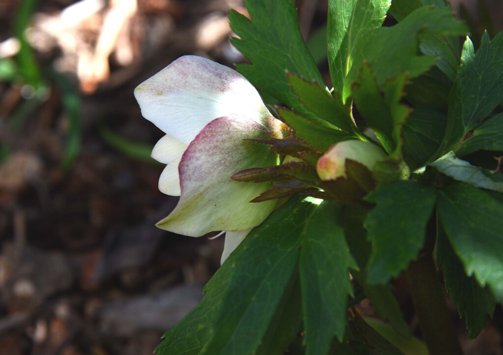 クリスマスローズ③