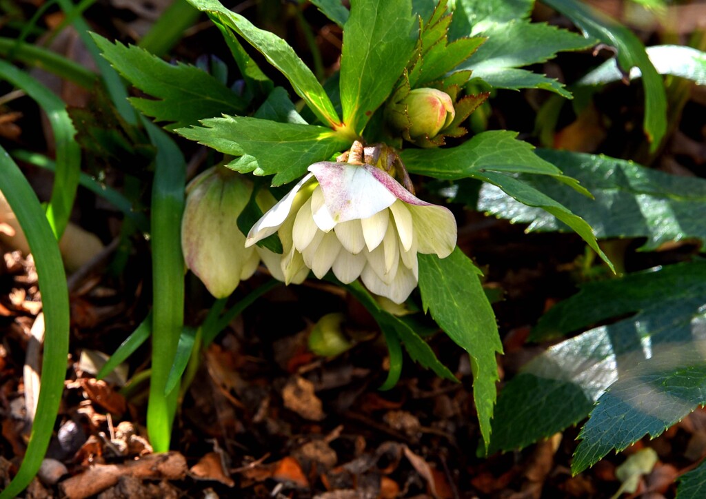 クリスマスローズ②