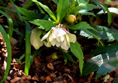 クリスマスローズ②