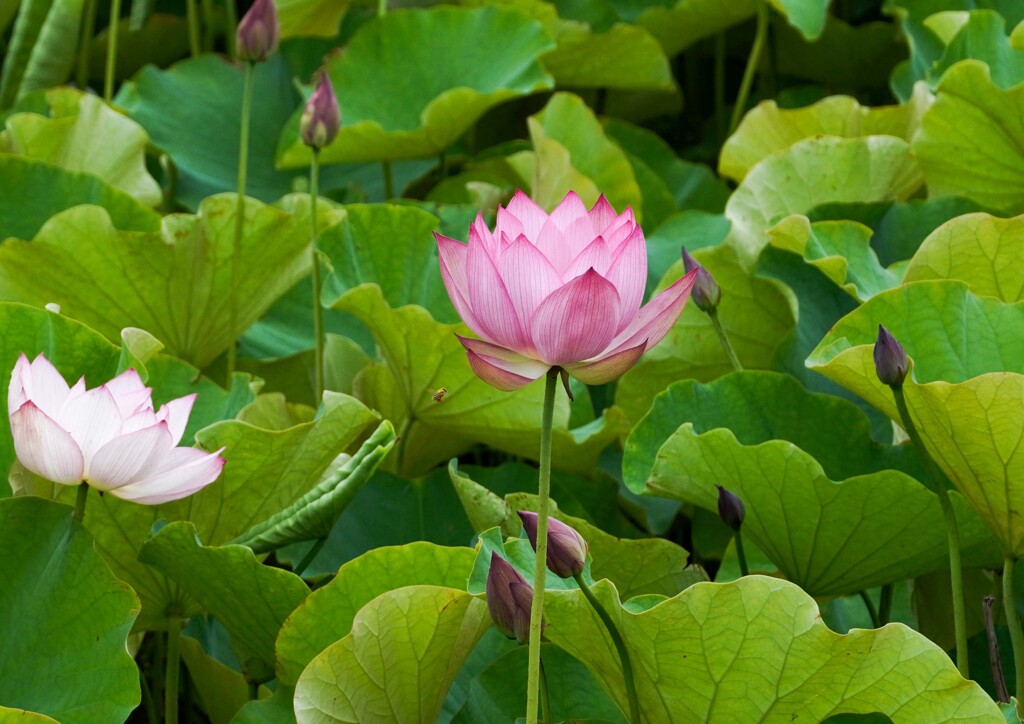 開花③