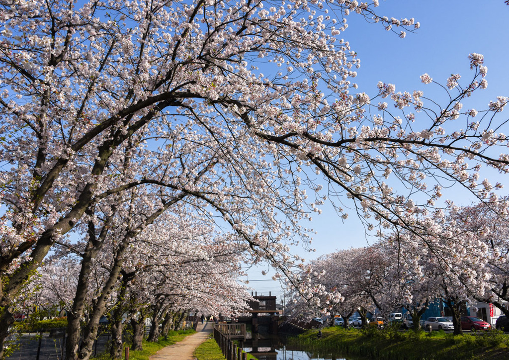 今年の桜撮り①