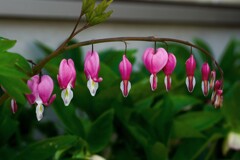 タイツリソウ①