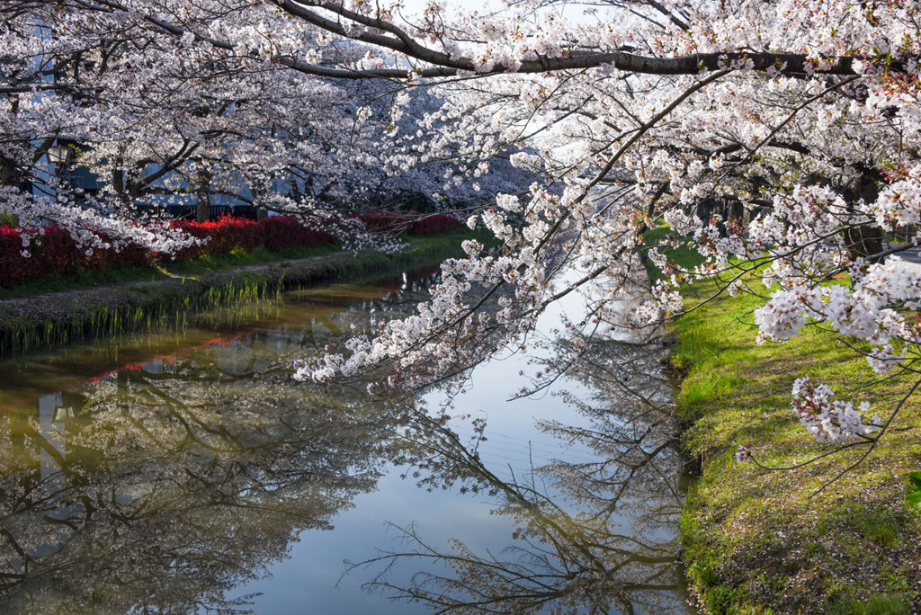 今年の桜撮り②