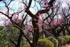 そろそろ見頃④