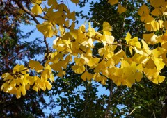 見納めの紅葉＆黄葉①