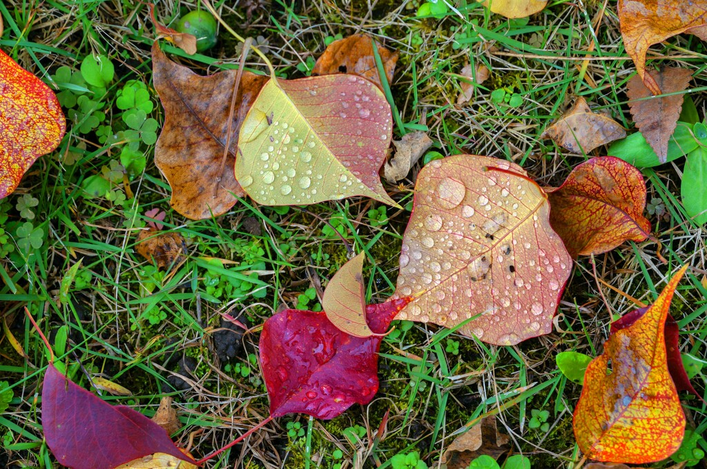 ナンキンハゼの紅葉⑤