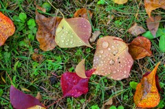 ナンキンハゼの紅葉⑤