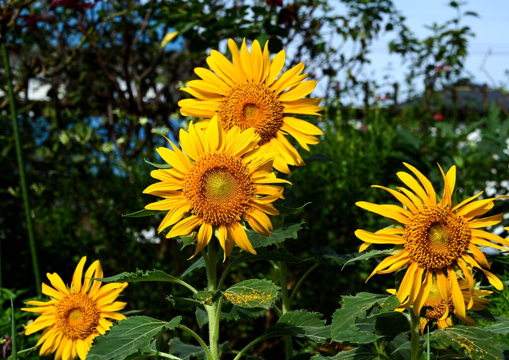 ミニひまわり③