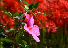 ピンク＆レッド