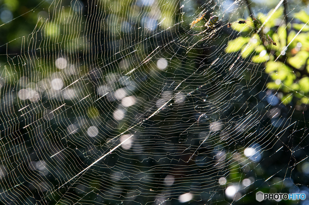 蜘蛛の糸③