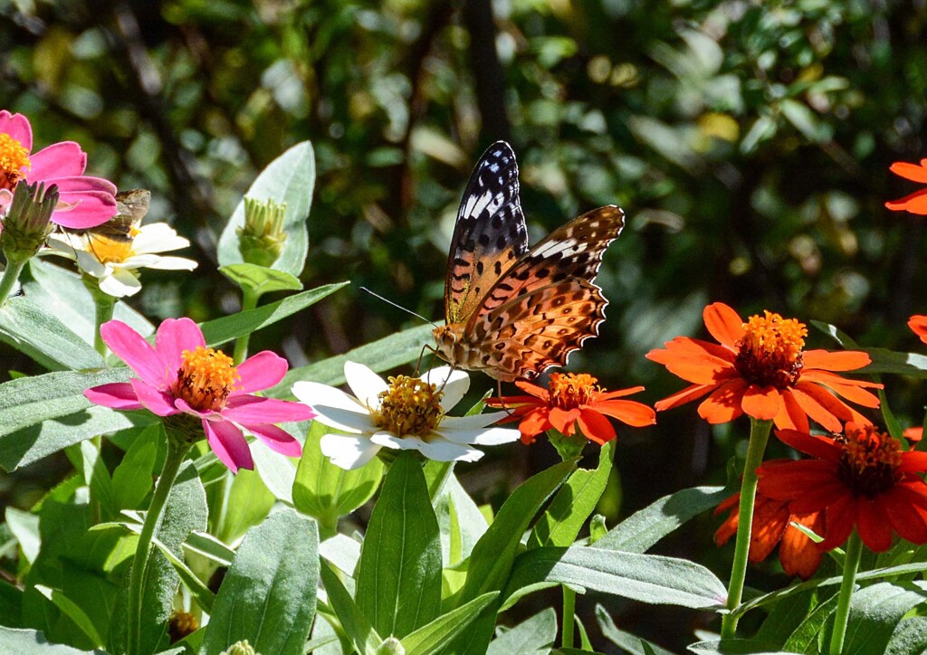 ツマグロヒョウモン①
