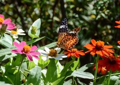 ツマグロヒョウモン①